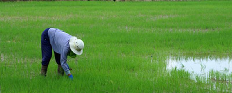 化学防治生物防治区别 化学防治生物防治区别是什么