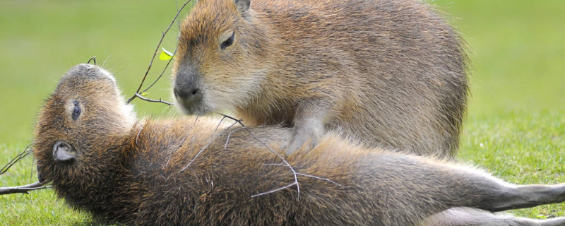 黑豚养殖技术，主要有两方面（黑豚的养殖技术）