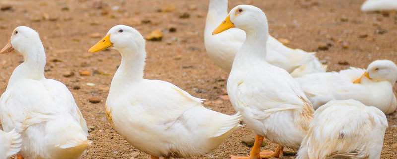 稻鸭共育生态种养技术，详细介绍 稻鸭鱼共养殖技术