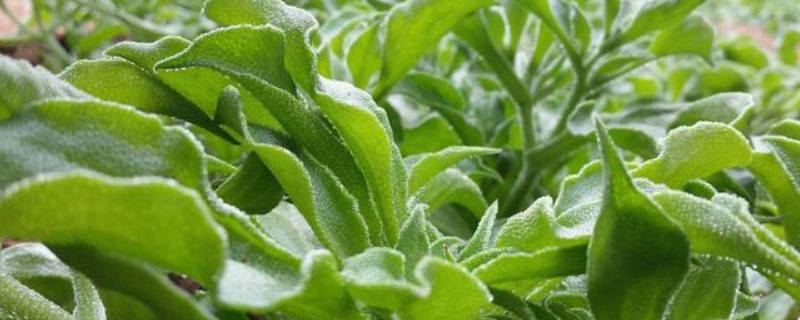 冰草能不能生吃，冰草有什么变种（可食用冰草）