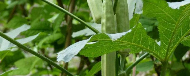 黄秋葵种植技术，种植前施足底肥（简要说明黄秋葵种植技术）