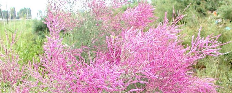 红花柽柳是常绿还是落叶植物，附怪柳的生长习性