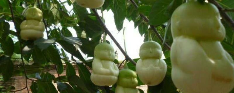 人参果树怎么种植，施肥时有学问 人参果怎样施肥