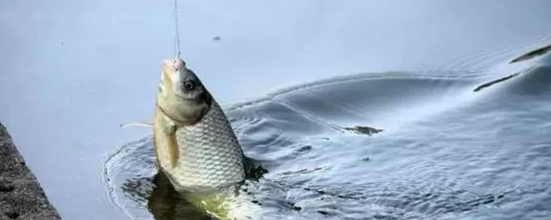 大幅度顶漂不上鱼是什么缘故 鱼漂上顶频繁却总提不上鱼的原因