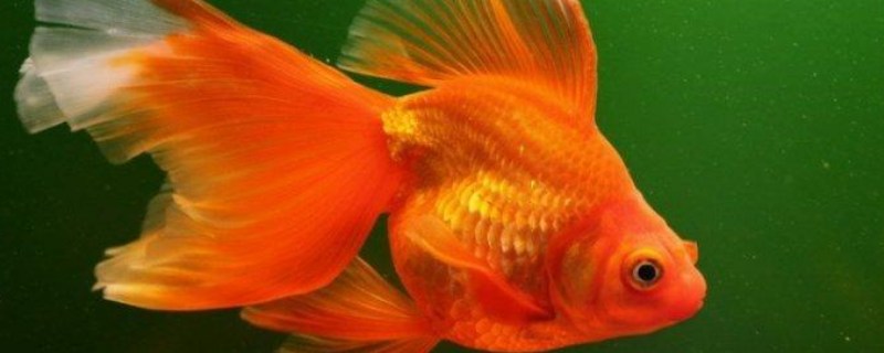 金鱼吃什么食物 红草金鱼吃什么食物