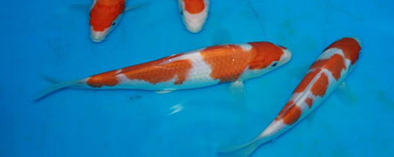 红白锦鲤鱼多少钱一条 红白锦鲤鱼多少钱一条啊