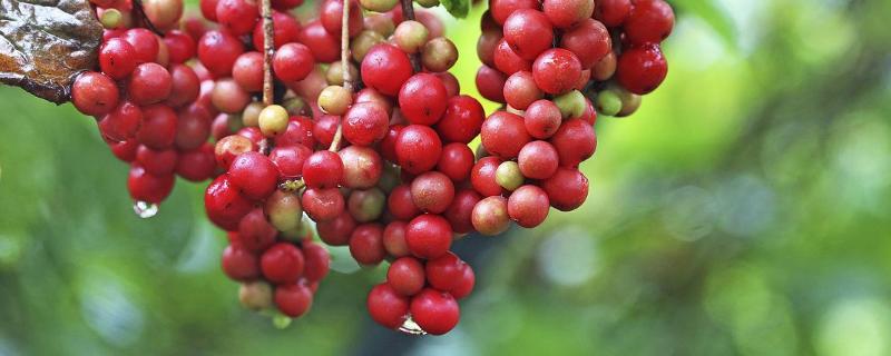 山茱萸与吴茱萸的区别，详细介绍（山茱萸和吴茱萸的区别是什么）