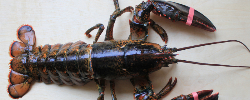 如何清除龙虾池杂物，有这三种方法 养虾池怎么清除底部杂物