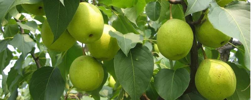 鸭梨产地是哪里（鸭梨的产地在什么地方）