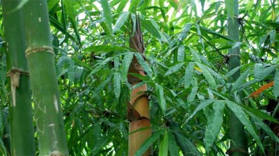 青竹的象征意义（清竹和青竹的寓意?）