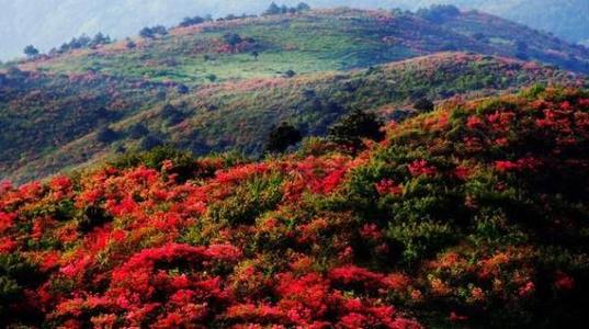 菌子山杜鹃花几月份开 师宗菌子山杜鹃花开了吗