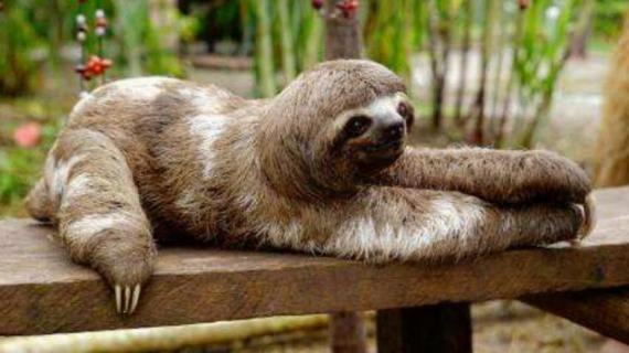 树懒可以养吗（树懒可以养吗有毒吗）