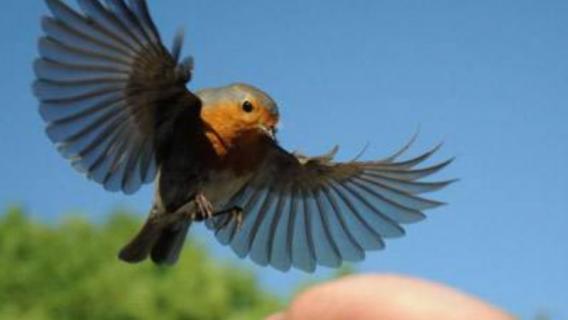 小鸟飞进店里预示什么（小鸟飞进店里预示什么,要放出去吗）