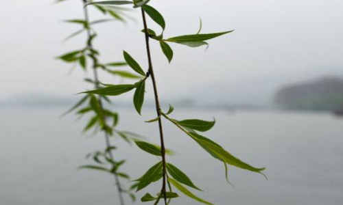 柳枝水能浇什么花 柳枝水能浇什么花最好