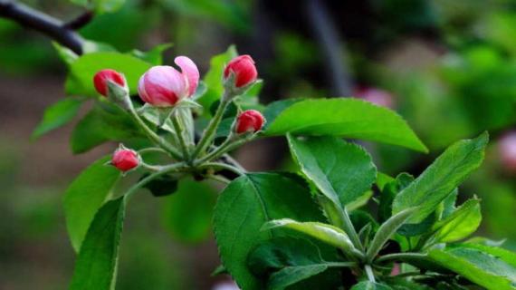 苹果花露红是什么样（苹果花露红图片）