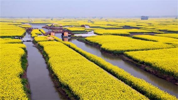 新化油菜花什么时候（新化油菜花什么时候开）