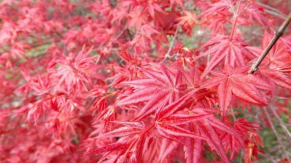 红舞姬和出猩猩的区别（红舞姬和出猩猩的区别在哪）