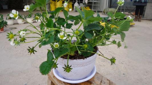 上水石可以上栽什么小型树（上水石可以上栽什么小型树木）