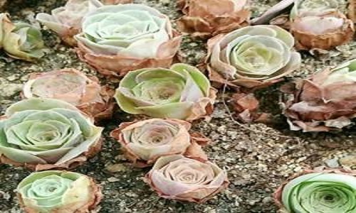 多肉酒杯玫瑰怎么养 多肉酒杯玫瑰怎么养护