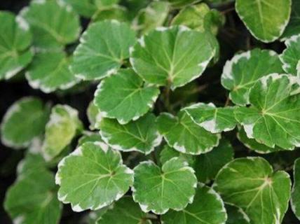 什么是圆叶福禄桐（什么是圆叶福禄桐花）