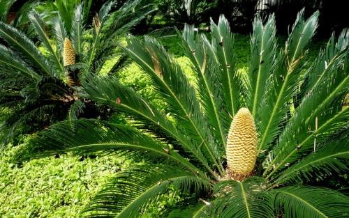 铁树雌花和雄花的区别 铁树开花雄花雌花区别