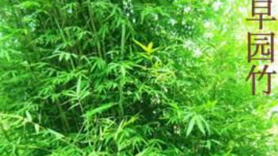 早园竹和青竹区别（早园竹是散生竹还是丛生竹）