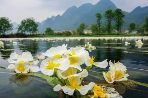 海菜花为啥叫水性杨花 海菜花为啥叫水性杨花草