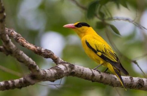 黄鹂百灵是一种动物吗 黄鹂百灵是一种动物吗为什么