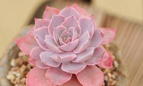 多肉植物创口怎么处理（多肉植物创口怎么处理好）