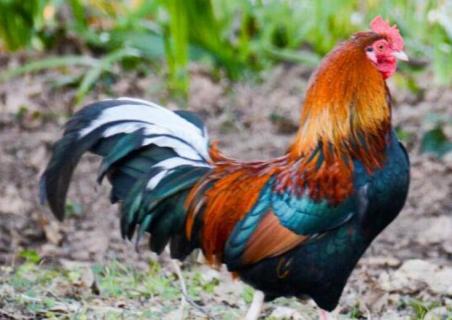 小仔鸡是什么鸡 仔鸡是不是小鸡