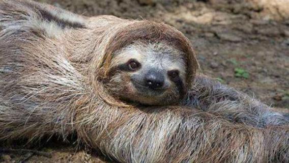 树獭和树懒的区别（树獭和树懒的区别图）