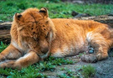 雄狮和雌狮的区别（雄狮和雌狮的区别原因）