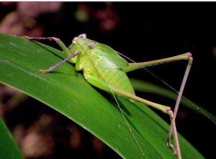 纺织娘是什么昆虫 纺织娘是什么昆虫图片