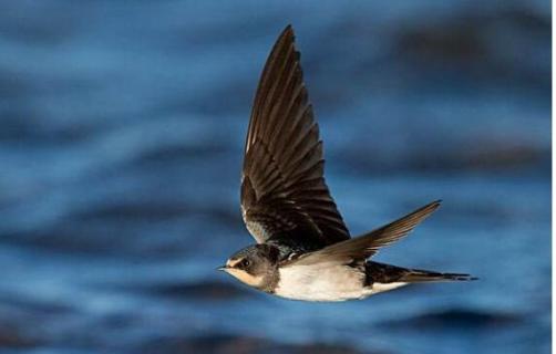报春使者是什么鸟（报春的鸟儿）