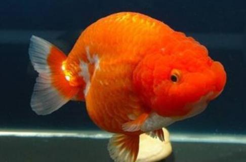 5cm的兰寿苗多久能到10cm（兰寿苗多久可以长到10厘米）