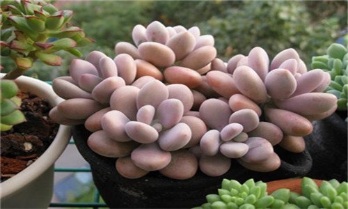 桃蛋怎么养的肥肥胖胖红红的（桃蛋怎么能养胖胖的）