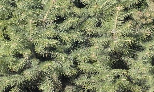 青松叶子的形状是什么 青松叶子的形状是什么好像什么