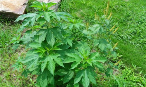 豚草是什么植物（豚草是什么植物图片）