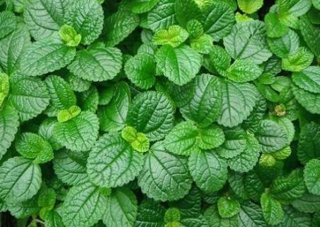 为什么薄荷老是爱生虫（薄荷易生虫吗）