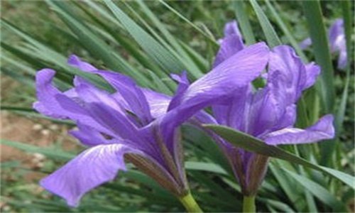 马莲花和马兰花的区别（马莲花和马兰花是一种花吗）