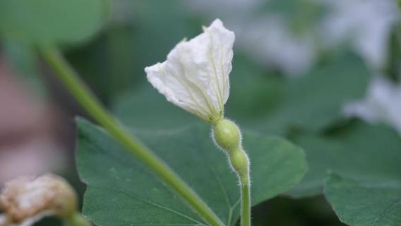 葫芦雄花与雌花的区别 葫芦雄花与雌花的区别图解