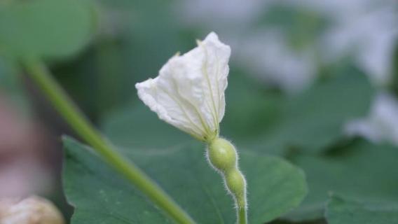 葫芦雌花闭了还能授粉吗（葫芦雌花长有葫芦为什么还要授粉呢）