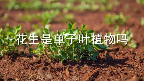 花生是单子叶植物吗 花生是属于单子叶植物还是双子叶植物