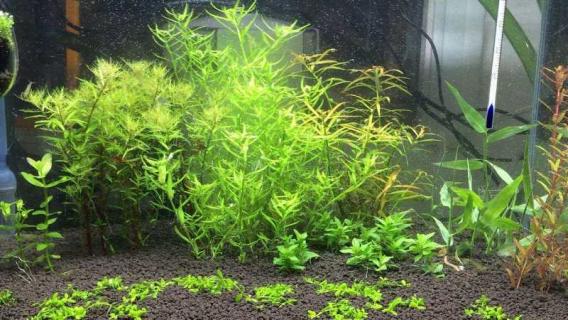 南美青竹是泡在水里养吗 南美青竹多久生根