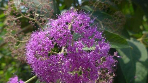 裸花紫珠是什么植物 裸花紫珠是什么植物.药用是那一部分?