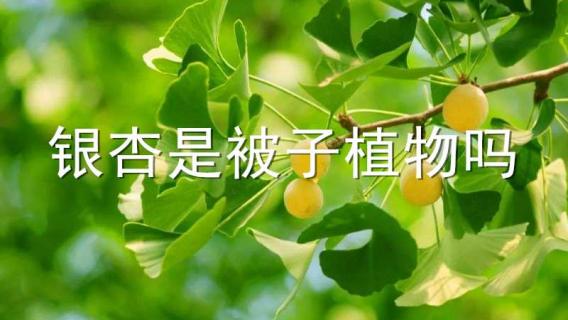 银杏是被子植物吗 银杏是被子植物吗为什么