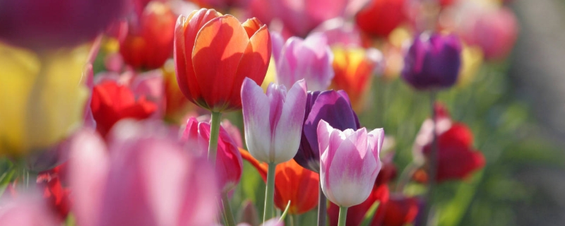 郁金香的功效和作用，可作药材使用 郁金香的药用功效与作用