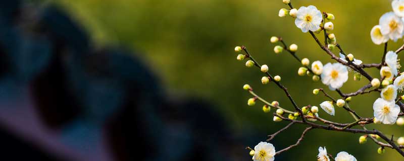 淘米水能浇花吗（淘米水能浇花吗?有没营养?）