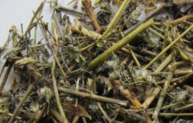 苦碟子根的功效与作用 苦碟子的功效与作用苦麻子