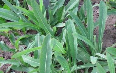 杀死癌细胞最狠的野菜 杀死癌细胞最狠的野菜图片